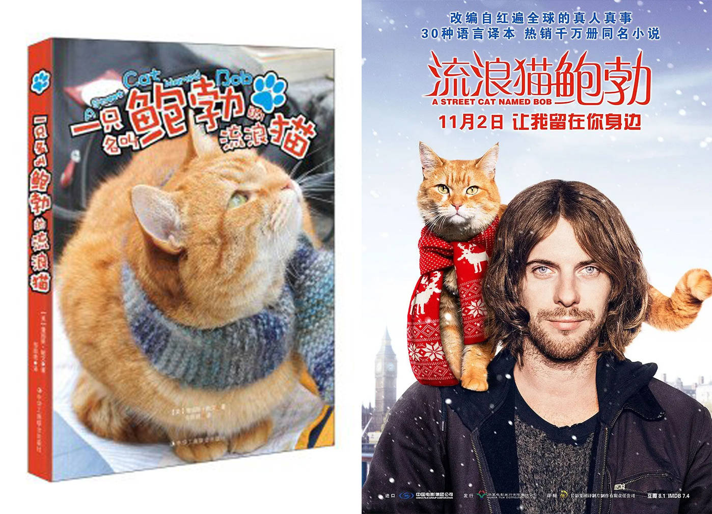 电影|泪目！《流浪猫鲍勃》原型猫去世，主人悼念：我生命中的光已经熄灭