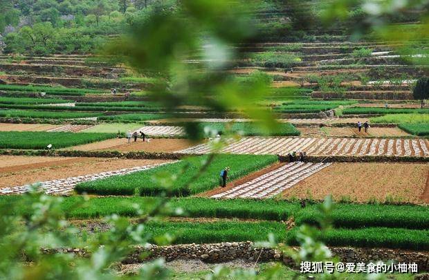 谷雨时节 此 12鲜 味道诱人 品尝期短 遇见多吃点平稳入初夏 马兰头