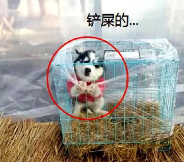 女孩網購二哈，快遞小哥一臉為難：這狗你真的要養？ 萌趣萌寵 第4张