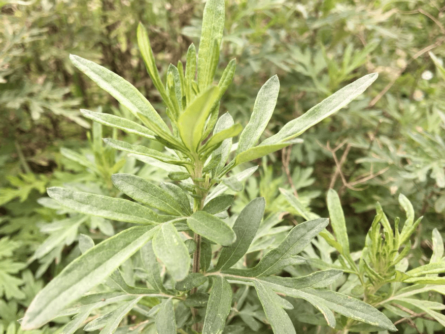 最好的三种艾草图片 9874a83c35d94110b32225b88b15d890.png