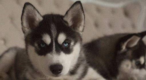 猎犬|盘点掉毛最厉害的五种狗：柯基没得话说，图五一年掉的能织毛衣！