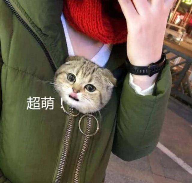 女孩出超市緊裹大衣，被質疑偷東西，打開衣服後眾人看傻了！ 萌趣萌寵 第3张