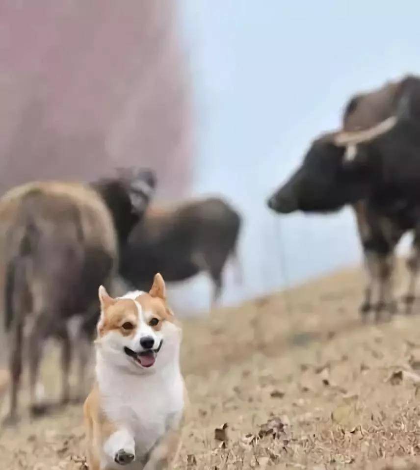 操作|柯基就只会卖萌么？那你就错了，它还有这种操作