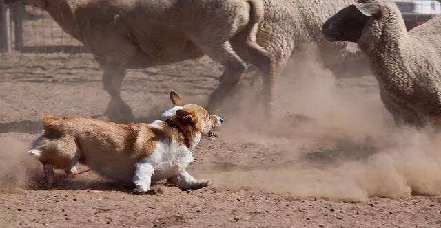 操作|柯基就只会卖萌么？那你就错了，它还有这种操作