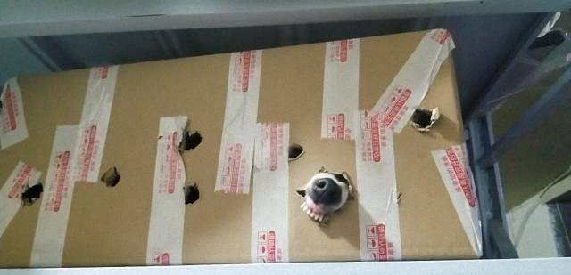 狗头|我把犯错的柯基关到纸箱里了, 没想到它居然啃出来了, 好牙口!