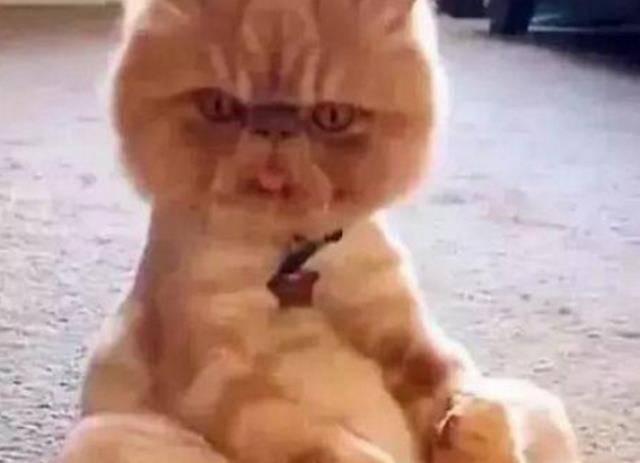 动画片|这只加菲猫的姿势和表情萌爆了，能不能要不要直看着人家