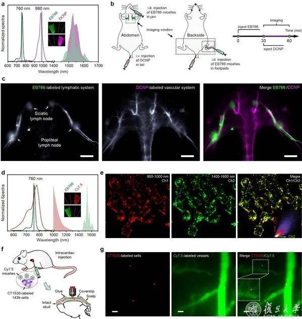 复旦大学张凡团队报道新型近红外荧光分子用于生物医学多重成像