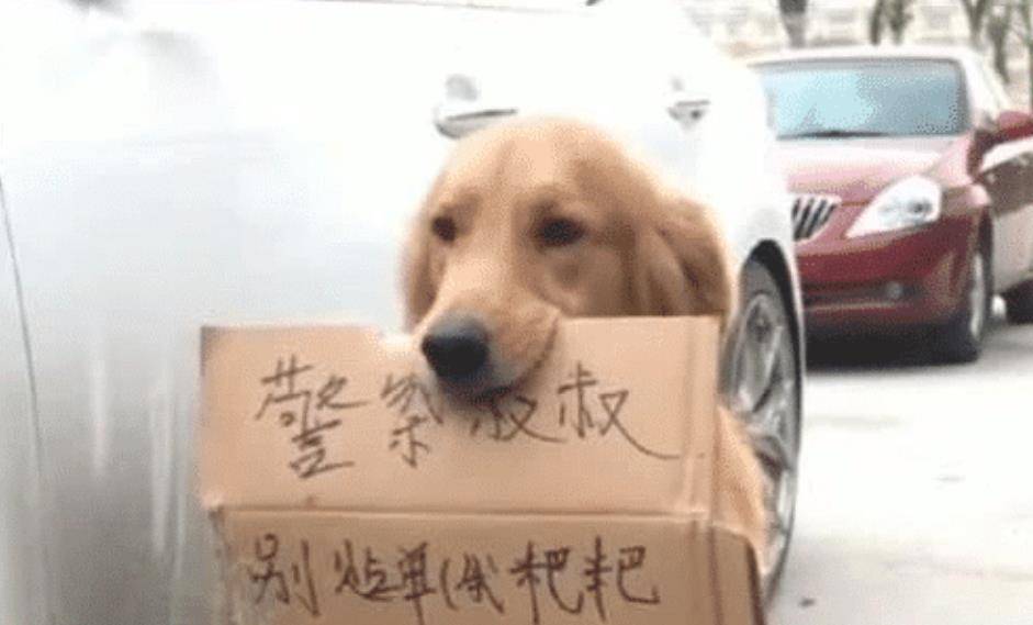 交警刚想贴罚单，瞧见一只金毛守在车旁，嘴里叼的纸让人笑不出来