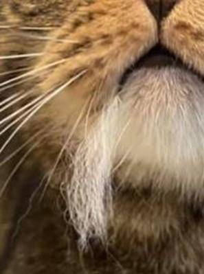 猫咪嘴里叼着一撮毛，还想卖萌装没事发生，主人却知道它又打架了