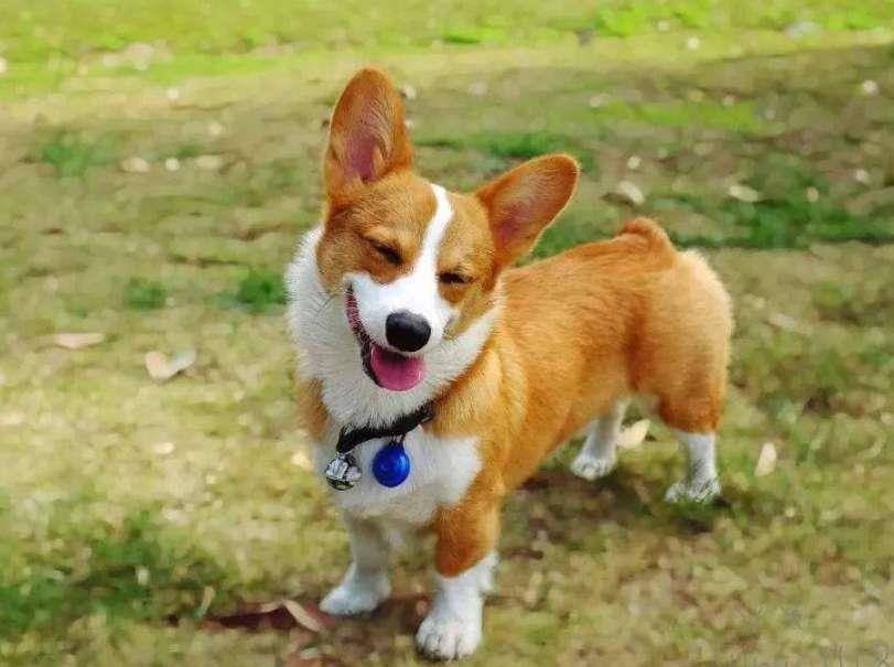 小天使|柯基真的很温柔，笑起来心都化了，这样的小天使你了解吗？