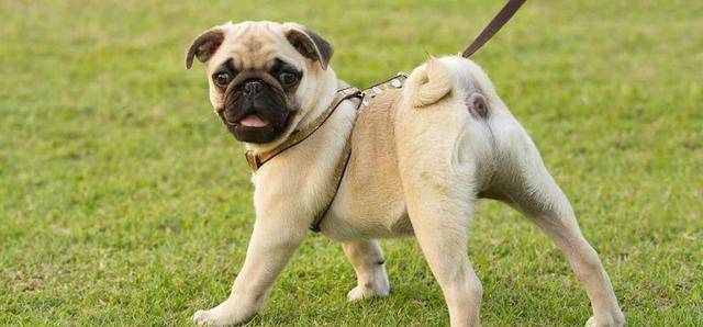 实验|柯基没有尾巴，“狗缘”可能不大好，主人有发现它朋友比较少吗？