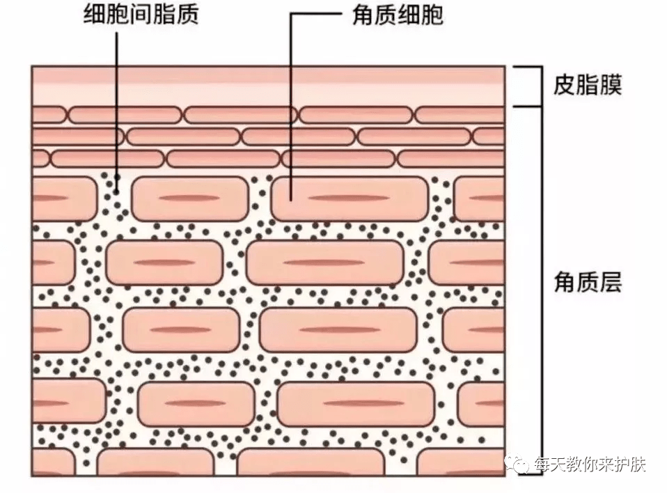 屏障|敏感肌？是时候换种不一样的护肤方式！