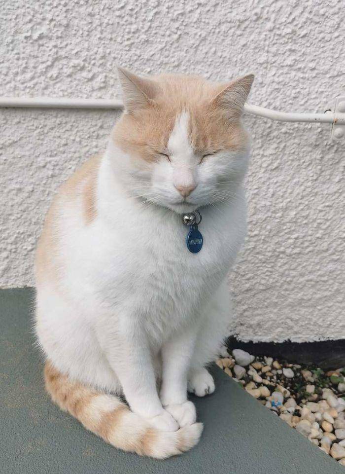 猫咪为了“应聘”医院安保员，坚持全年无休来到在医院门口蹲守！