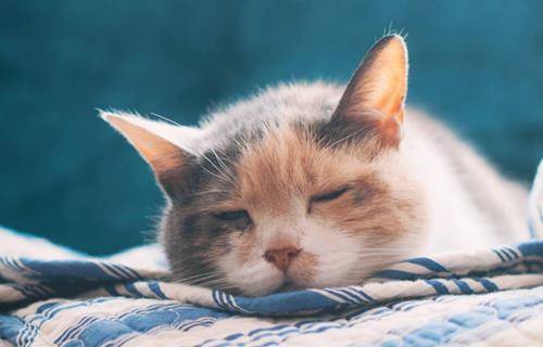 猫咪也会“发烧”你知道吗？当猫主子有这几种症状，主人不可忽视 