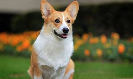 一针|饲养“柯基犬”，一个月大概需要花多少钱？
