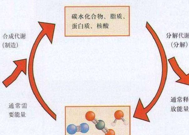 方法|鸡蛋减肥法，更适合懒人的减肥方法，你学到了吗