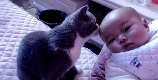 猫咪将爪子伸向小宝宝，主人正要阻止，接下来的这幕暖到