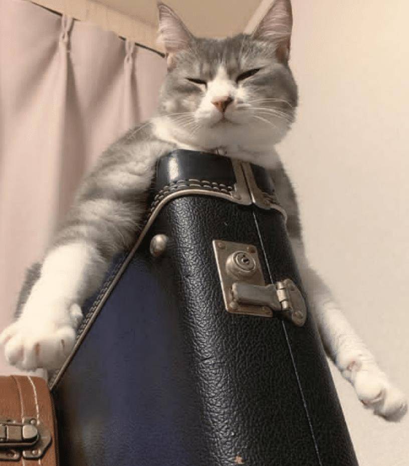 猫咪不要主人坐新买的椅子,它推主人时的表情太搞笑了,要成精了 猫咪不要主人坐新买的椅子,它推主人时的表情太搞笑了,要成精了