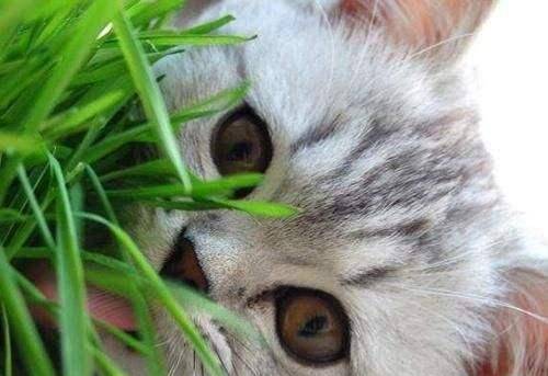 猫咪化毛球吃什么好？猫咪吃什么化毛？