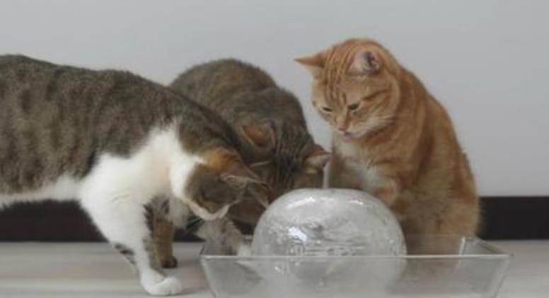 猫咪夏季降温手段，剃毛、吃冰还有啥？