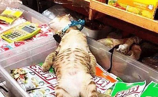 猫咪临时看店，生意却爆火，喵：你只管开店，没有人来算我输