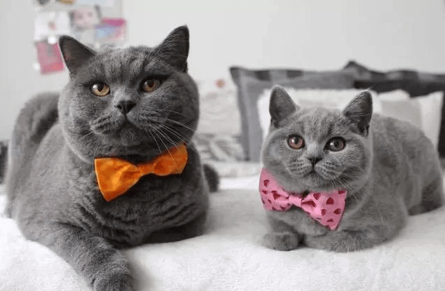 猫咪|这5种猫性格超好,你家的上榜没?