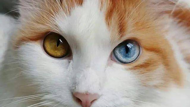 猫是“独行侠”所以不怕孤独？70%的猫可能会患上分离焦虑症！