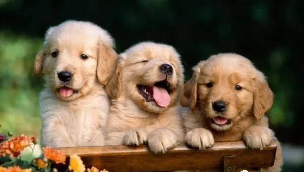 肉类|幼龄时期的狗狗该怎么喂养更健康?