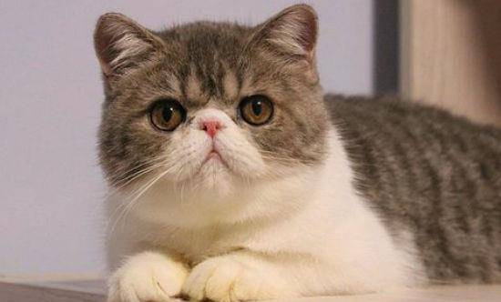 因为|加菲猫寿命一般多少年?