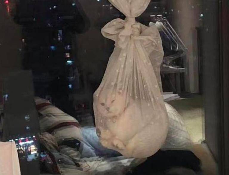 猫抓破了窗帘,主人直接用窗帘弄成网兜将它关了起来,猫:算你狠 猫抓破了窗帘,主人直接用窗帘弄成网兜将它关了起来,猫:算你狠