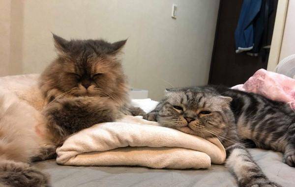 猫咪嘴里叼着一撮毛，还想卖萌装没事发生，主人却知道它又打架了