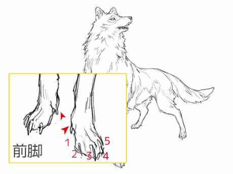 动物怎么画 教你理解动物结构形状的画法技巧 印象