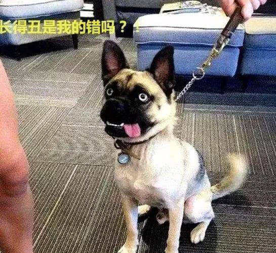 家里的巴哥进入了青春期,却让二哈给办了,见到狗崽那一刻主人要哭了 家里的巴哥进入了青春期,却让二哈给办了,见到狗崽那一刻主人要哭了