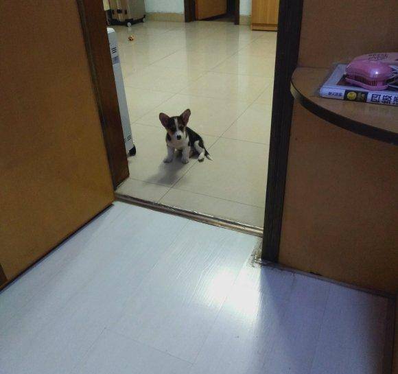 什么|柯基被噩梦惊醒,赶紧跑去找主人寻求安慰,趴在脚上很安静