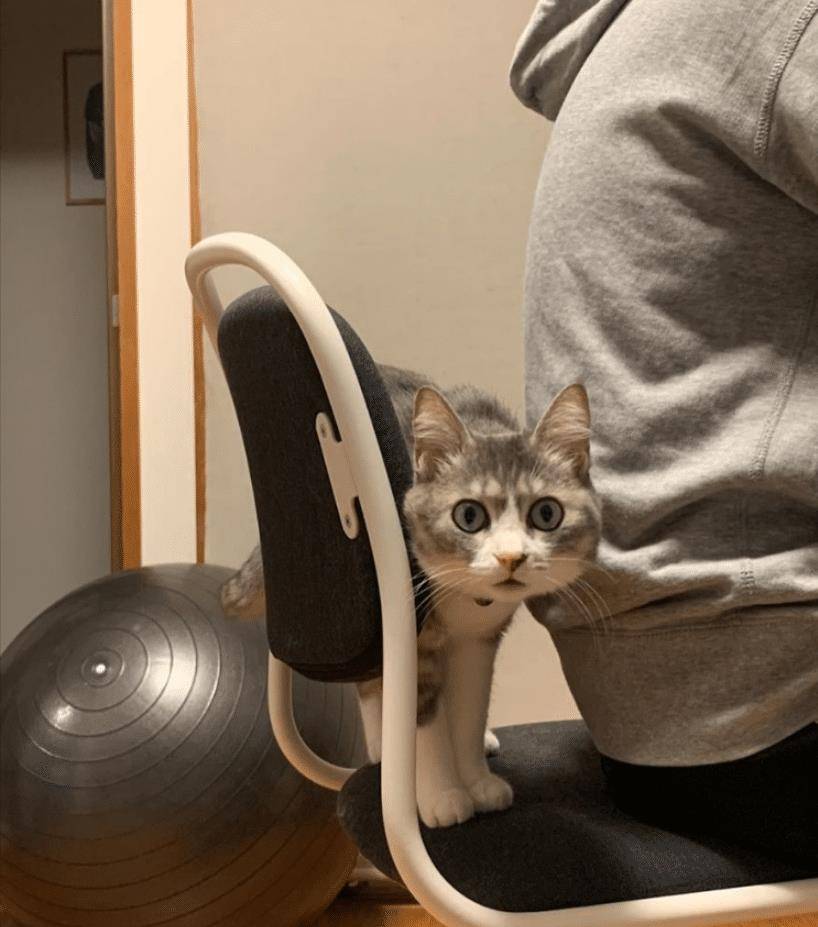 猫咪不要主人坐新买的椅子,它推主人时的表情太搞笑了,要成精了 猫咪不要主人坐新买的椅子,它推主人时的表情太搞笑了,要成精了