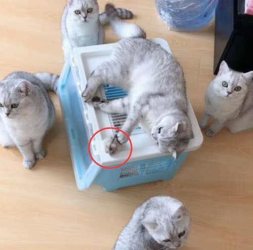 猫咪将仓鼠叼出，仓鼠一动不动，看清阵势后，这是绝望的样子 