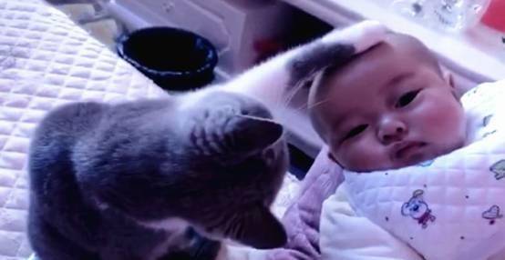 猫咪将爪子伸向小宝宝，主人正要阻止，接下来的这幕暖到