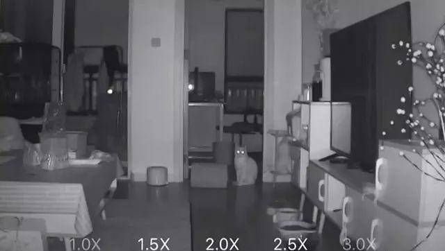猫是“独行侠”所以不怕孤独？70%的猫可能会患上分离焦虑症！