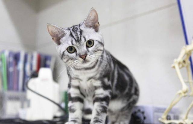 猫咪|猫咪永远养不熟？这4种适合家养的猫咪你知道吗？