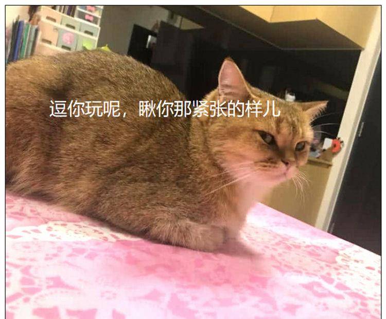 看到大橘脸上有道血痕，急忙拿来医药箱，仔细一瞅笑喷 