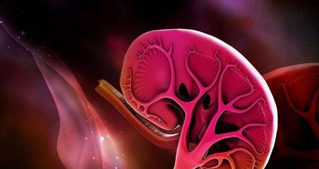 肾脏|肾病医生：蛋白、肌酐频繁复发，你知道是为什么吗？
