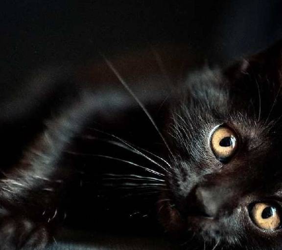 因为|最适合饲养的四种猫咪，狸花猫上榜，有你家的吗？