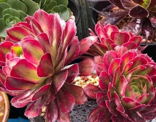 多肉种下多久可以浇透 0bce6690919d4ed786ce43af3d0803ac.jpeg