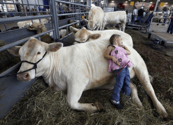 3. 母牛胎衣不下的预防.