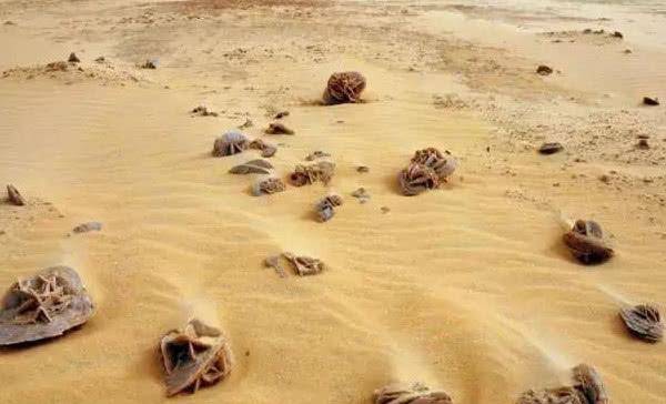 为何在沙漠看到这种“石头”要捡起，有啥猫腻？驴友：不捡是傻子