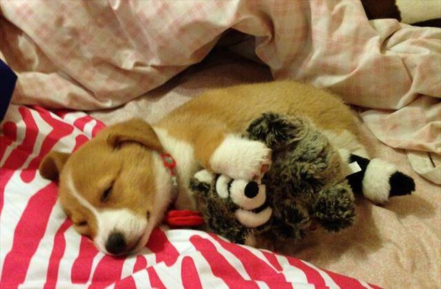 小型狗排名_狗的品种小型犬(3)