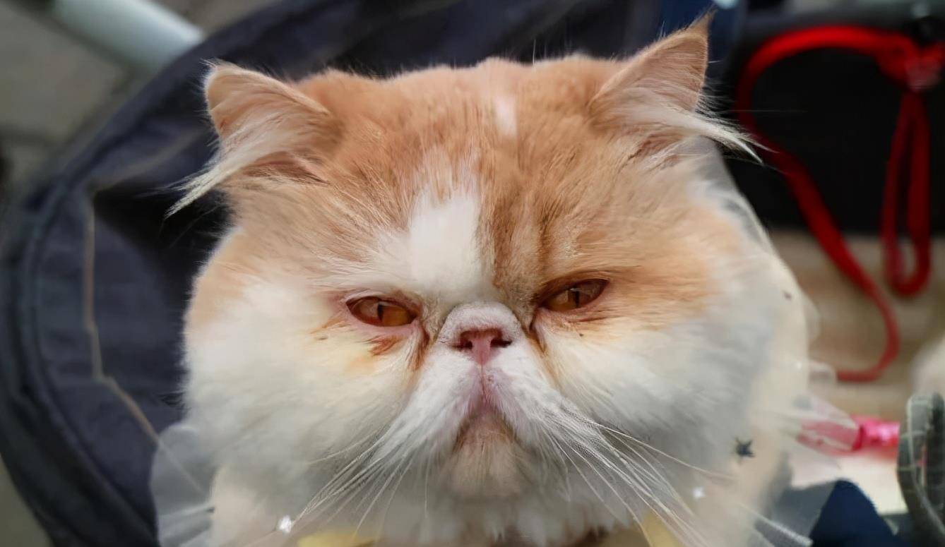 猫咪|被遗弃的品种猫,日子过得有多惨?加菲猫落魄的像只大老鼠