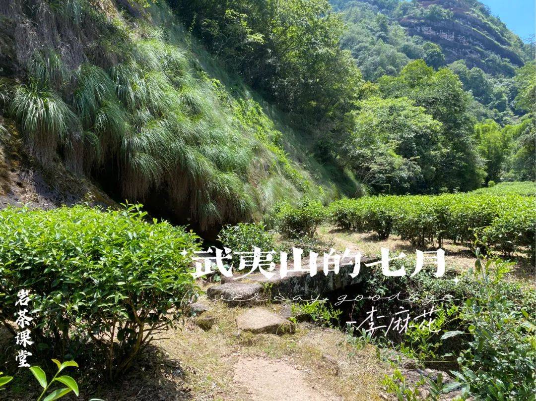 看懂岩上 坑涧的区别 牛栏坑肉桂 霸道 的谣言不攻自破 山场