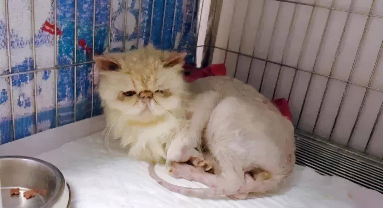 猫咪|被遗弃的品种猫,日子过得有多惨?加菲猫落魄的像只大老鼠