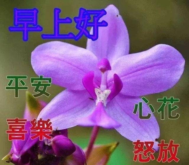 原創問候大家早上好新版祝福漂亮圖片帶字 清晨早上好正能量語錄說說